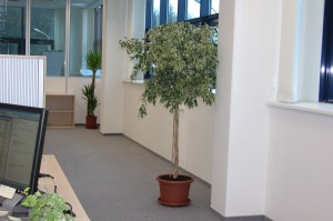 Květinové výzdoby | Rozkvetlý domov Žďár nad Sázavou